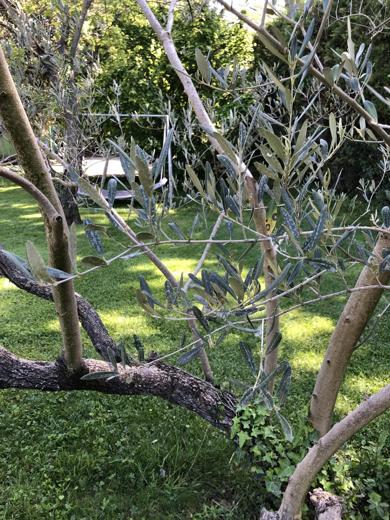 Oliviers et végétation du jardin avec hamac en arrière-plan