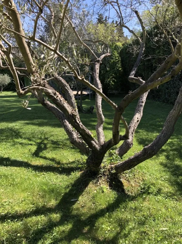 Olivier centenaire au cœur du jardin méditerranéen